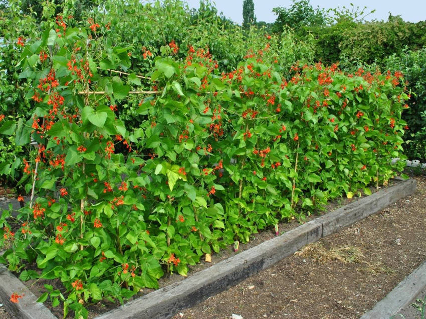 Runner Beans 4